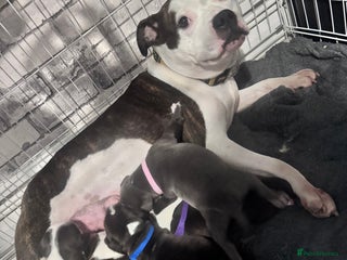 Staffordshire Bull Terrier dogs Puppy for sale - Advert 1