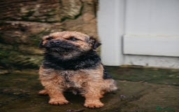 Border Terrier dogs for stud: Border terrier for Stud *SLEM clear* in Northallerton - Image 2