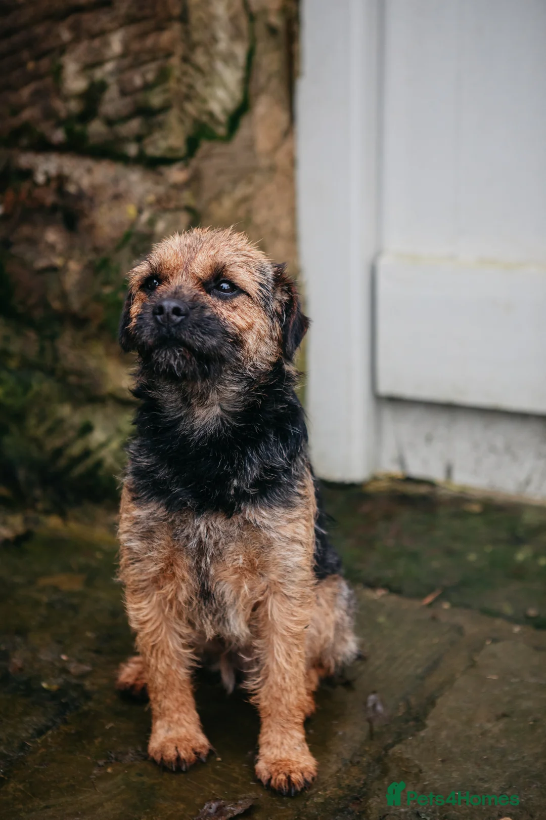 Border Terrier dogs for stud: Border terrier for Stud *SLEM clear* in Northallerton - Advert 2