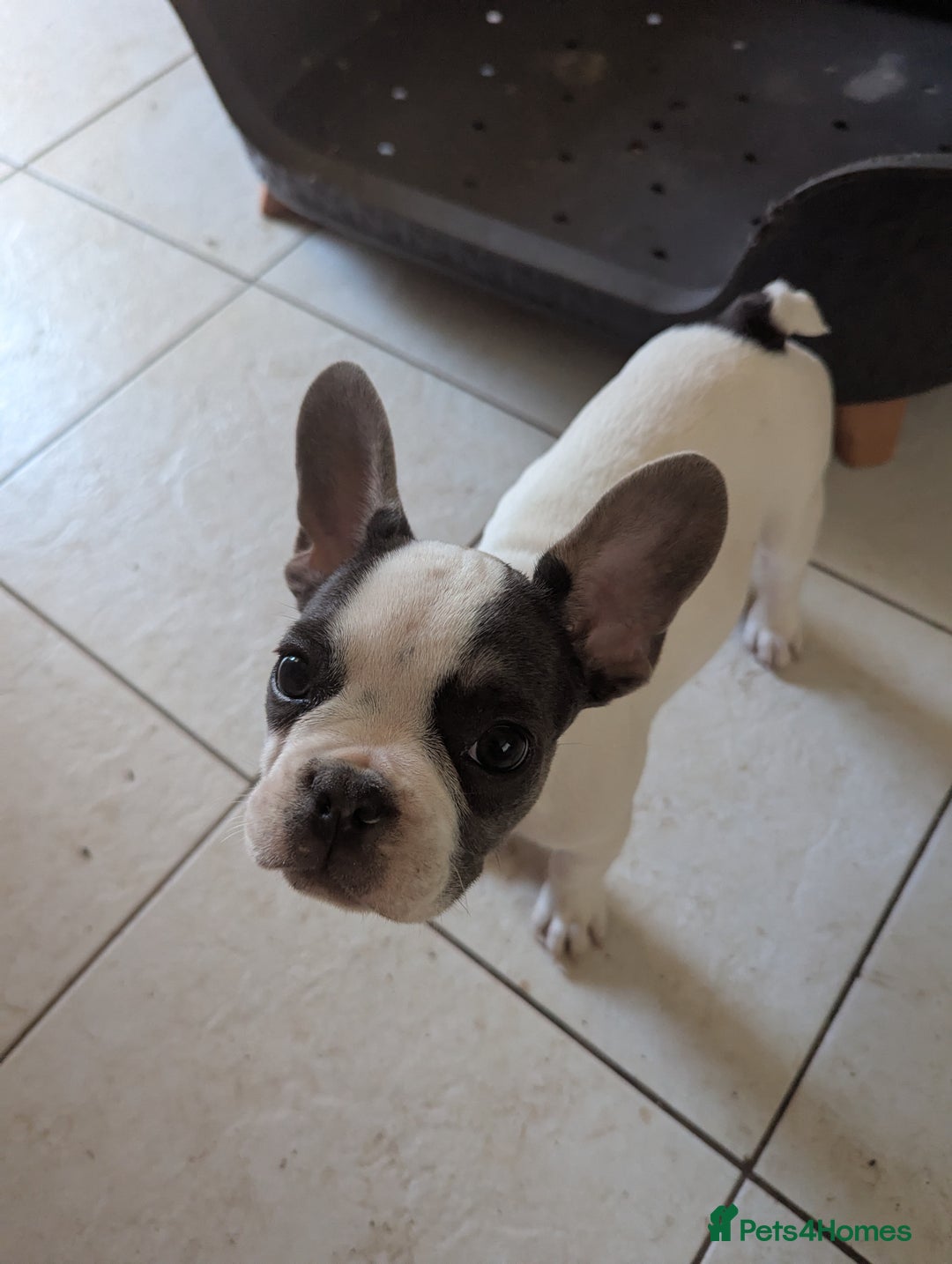 French Bulldog dogs for sale: 2 French Bulldog Puppies for Sale in Bootle - Image 2