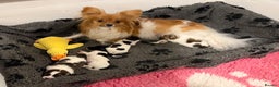 Papillon dogs for sale: Gorgeous litter of Papillon puppies for sale - Advert 7