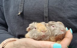 Guinea Pig rodents for sale: Two bond brothers / will ready end of oct  - Image 8