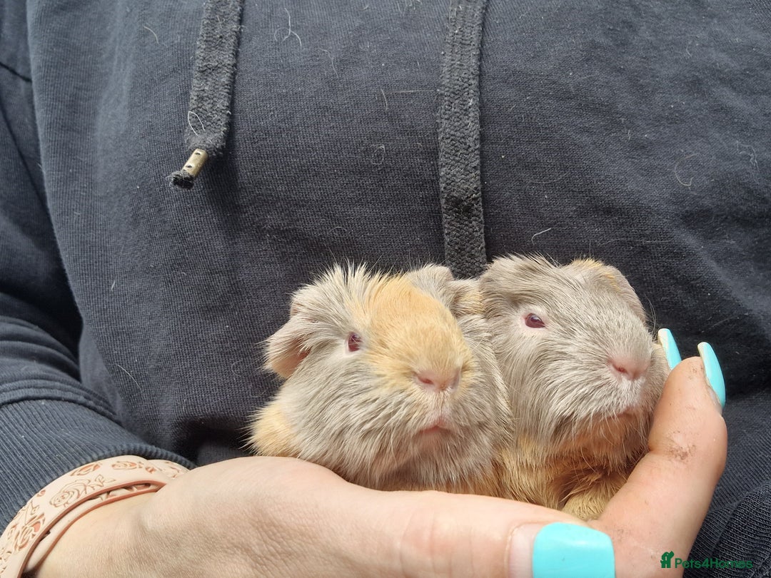 Guinea Pig rodents for sale: Two bond brothers / will ready end of oct  - Image 8