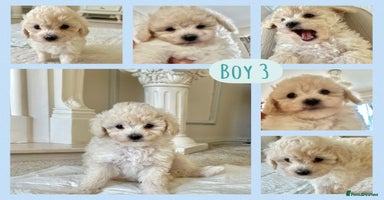 Poochon dogs - Advert 11