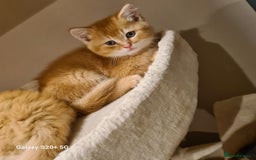 Scottish Fold cats for sale: Scottish fold/straight looking for home  - Image 21