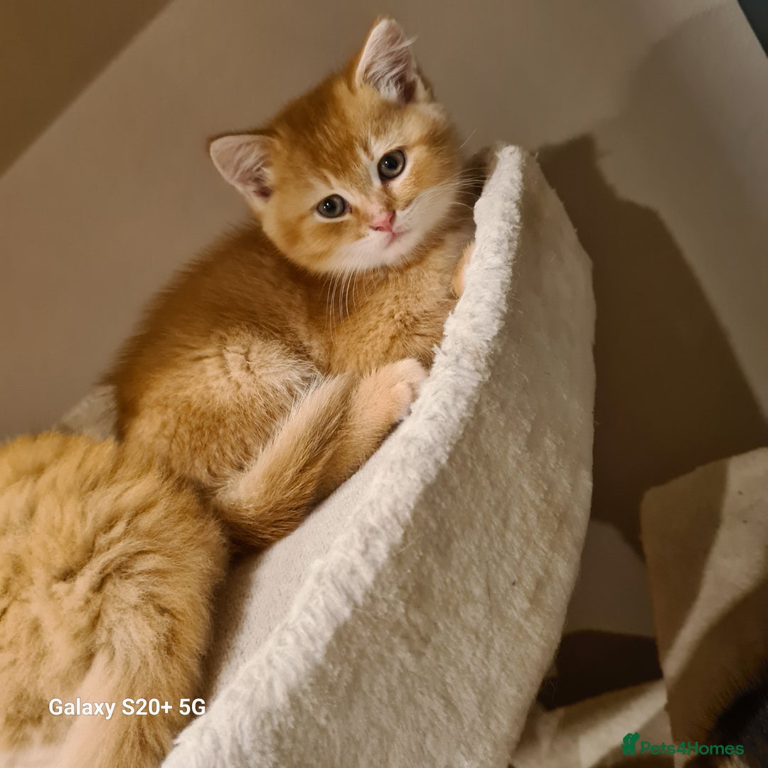 Scottish Fold cats for sale: Scottish fold/straight looking for home  - Image 21