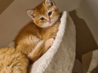 Scottish Fold cats - Advert 9