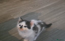 Mixed Breed cats for sale: 7 gorgeous kittens READY NOW - Image 11