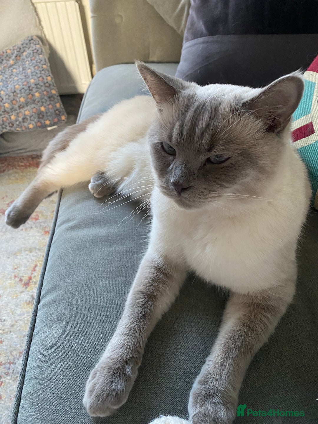 British Shorthair cats for sale: Vinnie and Tilly - Image 6