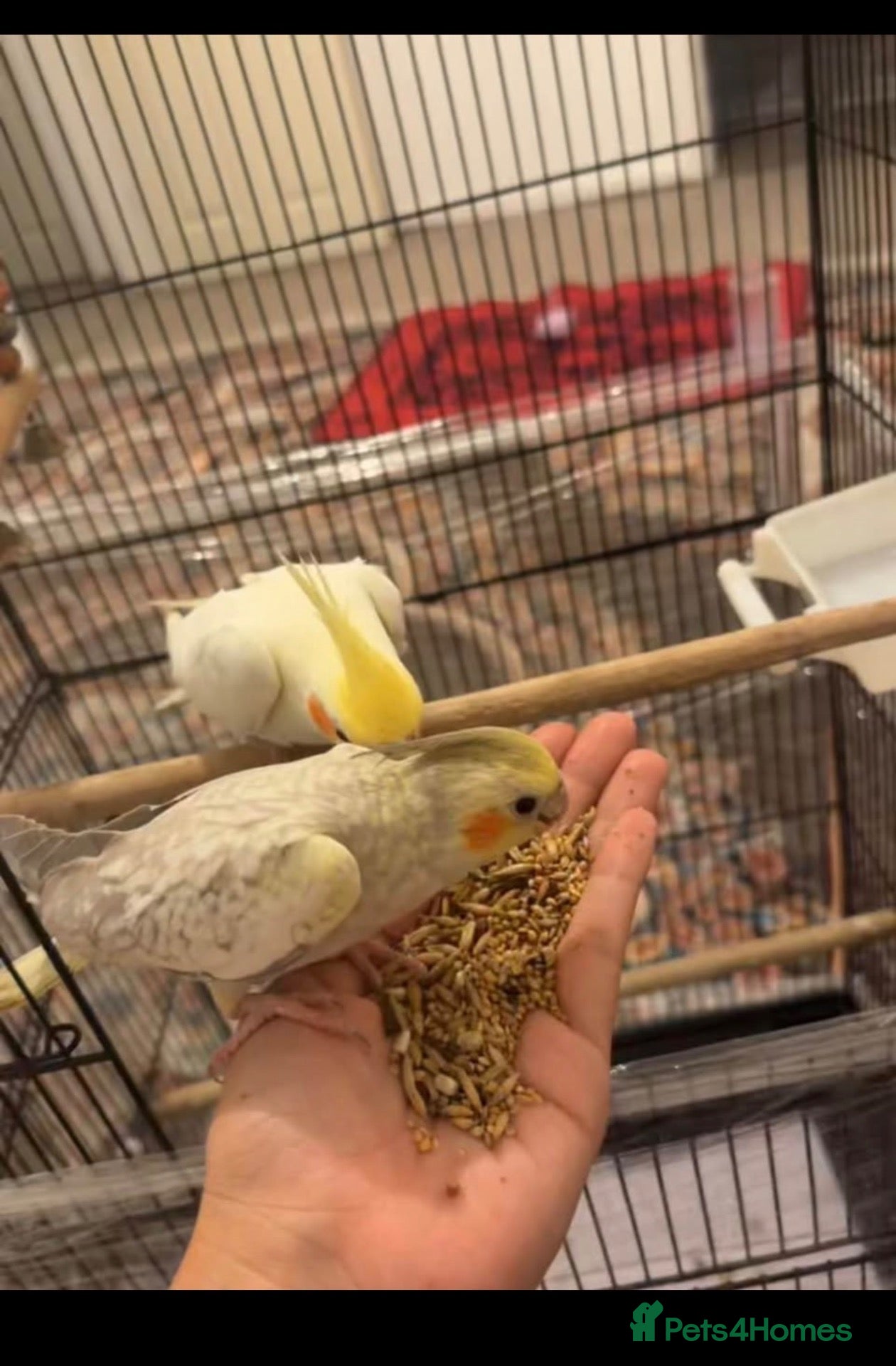 Cockatiels birds for sale: Cocktails  - Advert 11