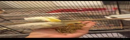 Cockatiels birds for sale: Cocktails  in Manchester - Advert 1
