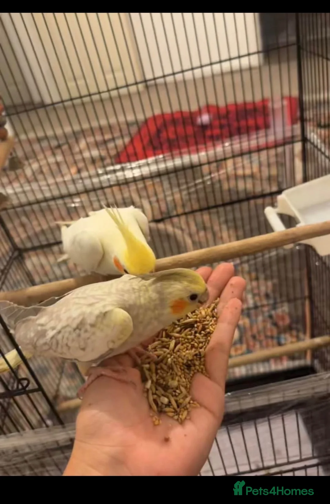 Cockatiels birds for sale: Cocktails  in Manchester - Advert 1