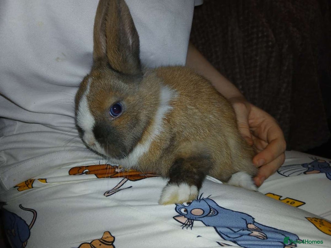 Mixed Breed rabbits for sale: 2 female rabbits and cage  - Advert 2
