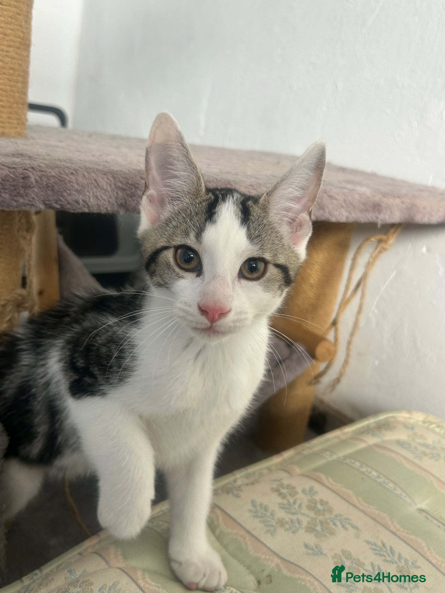 Maine Coon cats  Maine coone kittens ready now  - Advert 11