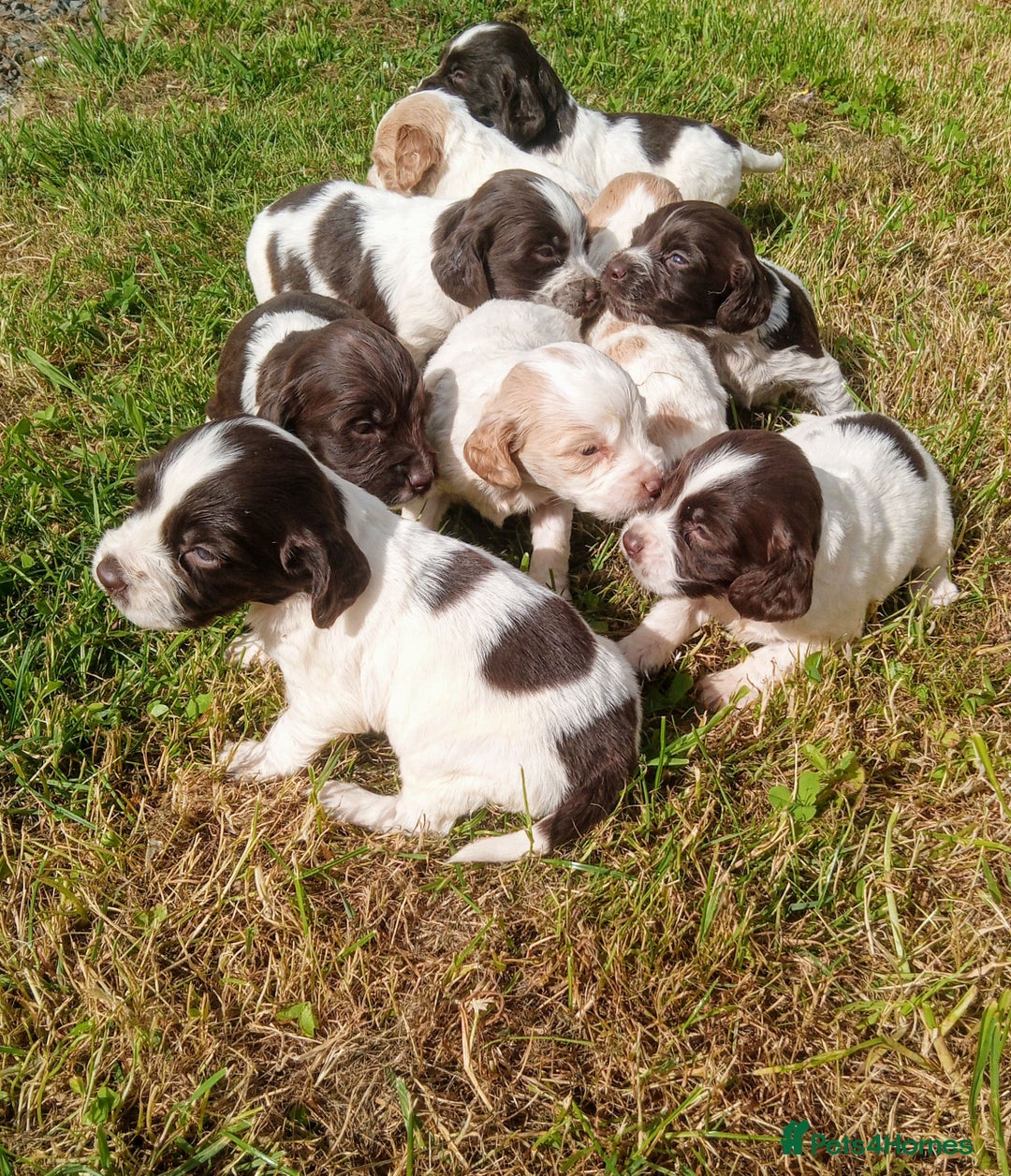 Sprocker dogs for sale: Beautiful f2 sprockers - Image 18