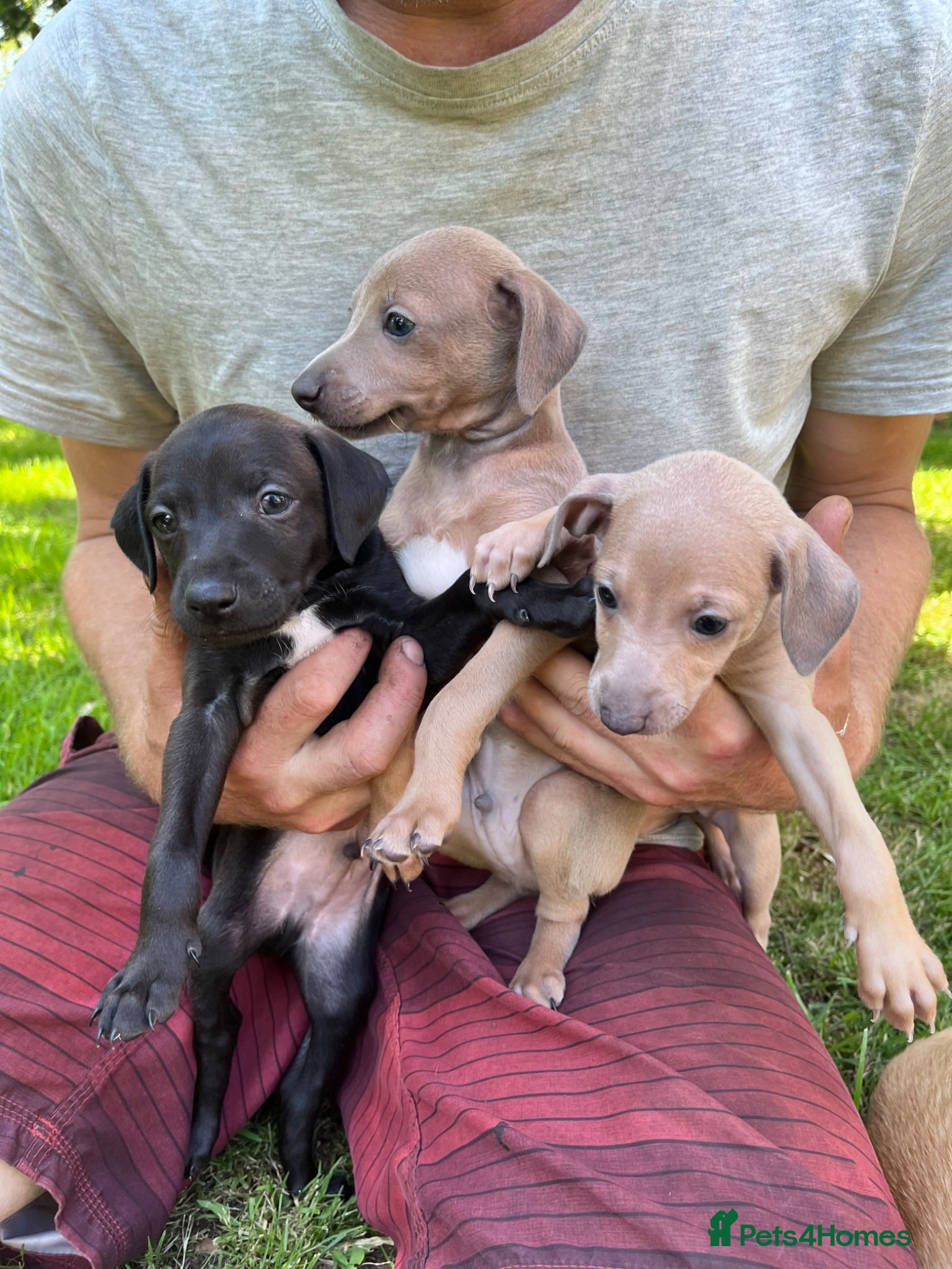 Italian Greyhound dogs Beautiful KC Italian Greyhound Puppies - Advert 1