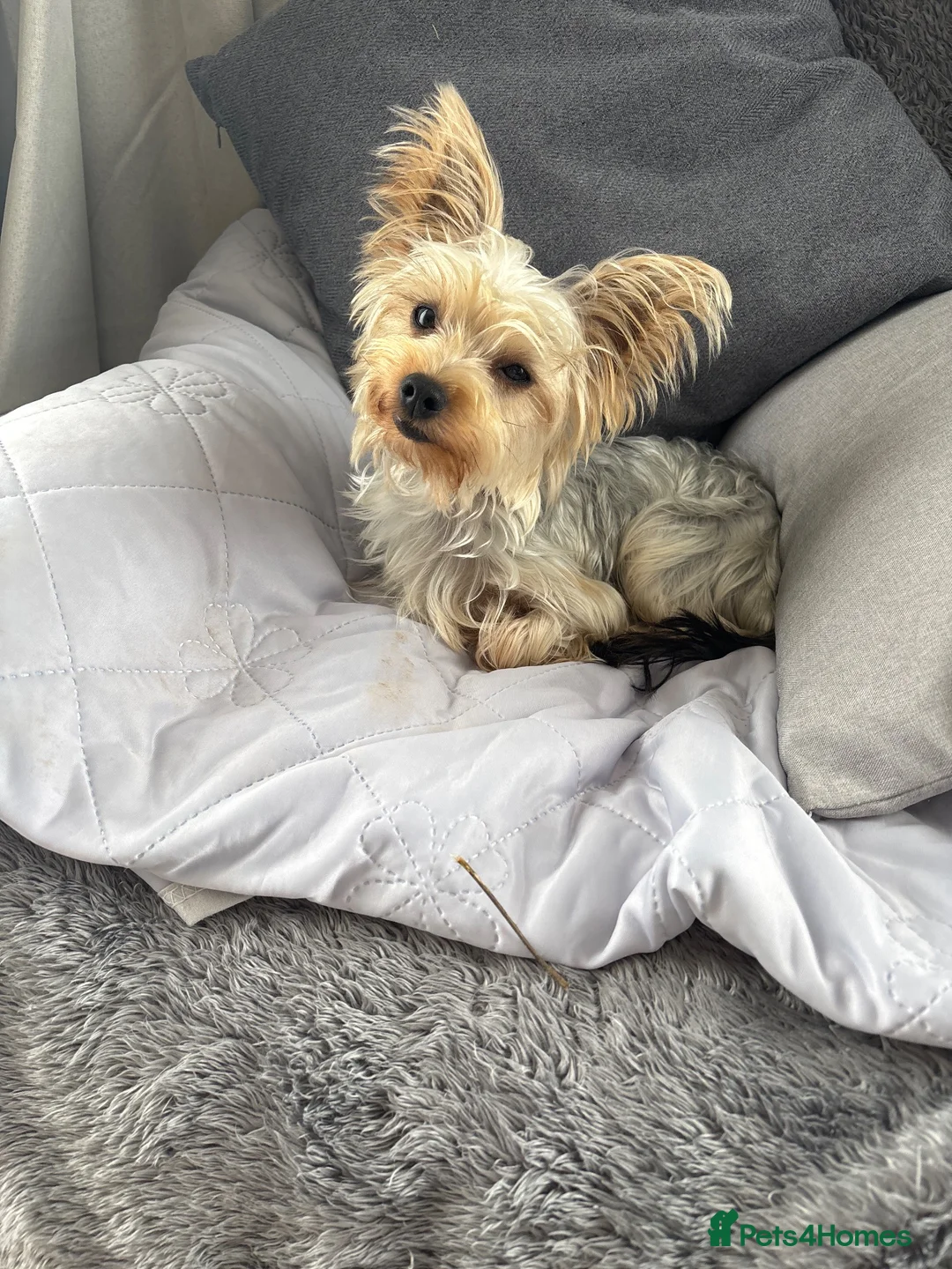 Yorkshire Terrier dogs for sale: Toy Yorkshire terrier  - Advert 2