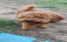 Toy Poodle dogs for sale: Red Toy poodle 7month Kc - Image 8