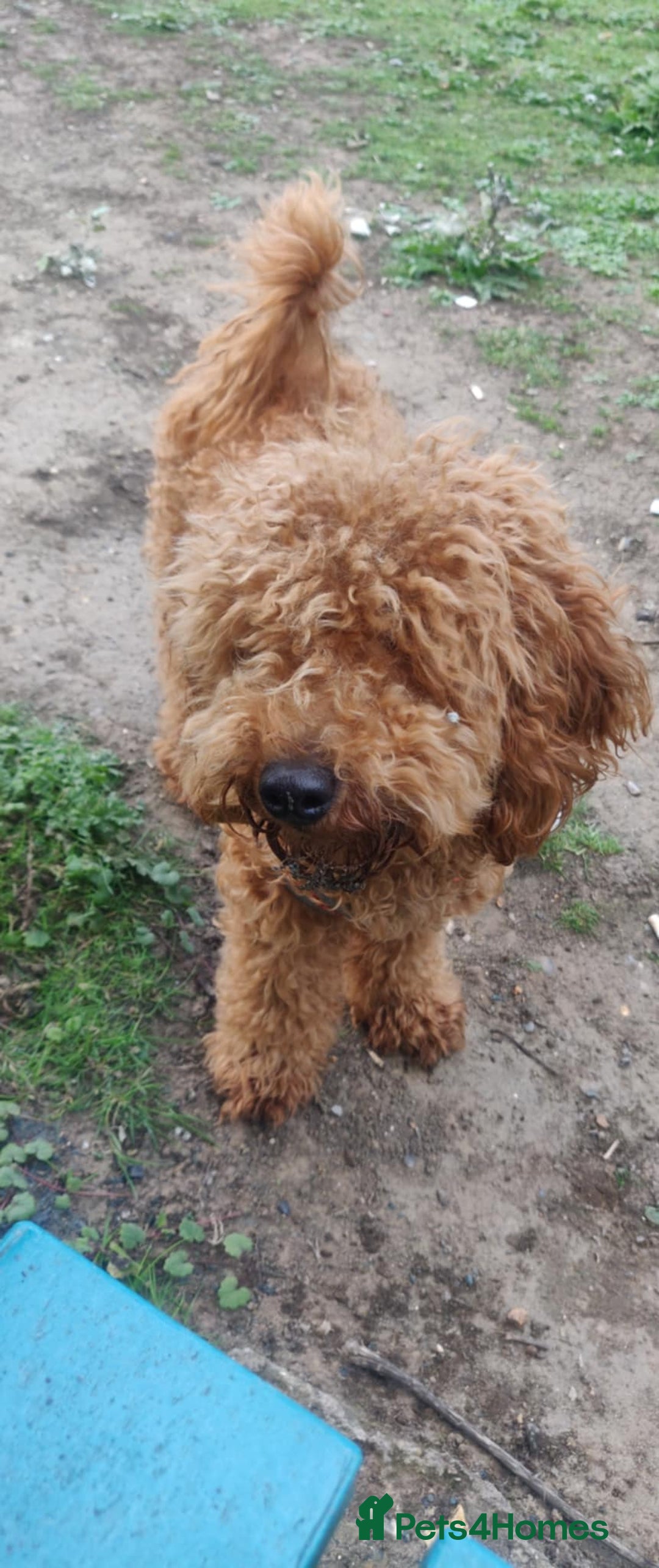 Toy Poodle dogs for sale: Red Toy poodle 7month Kc - Image 8