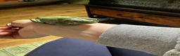 Frog reptiles for sale: Pair of whites tree frogs  - Advert 3