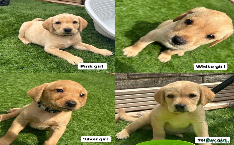 Labrador Retriever dogs - Advert 7