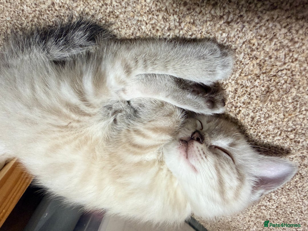 Ragdoll cats for sale: Ragdoll x kittens Championlines - Advert 5