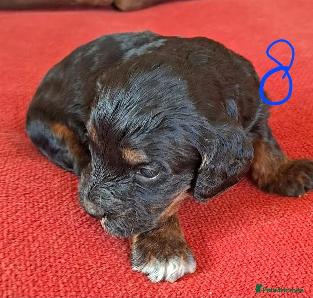 Cockapoo dogs for sale: F1 Cockapoo Pups  - Advert 2
