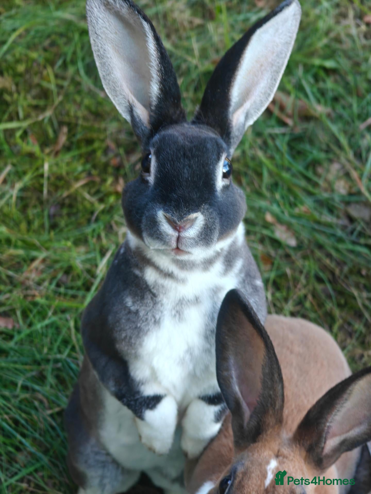 Rex rabbits Mini Rex Rabbits  - Advert 8