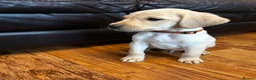 Labrador Retriever dogs for sale: Health tested super Working Line Labrador litter.  in Stratford-upon-Avon - Advert 12