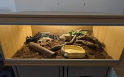 Boa Snake reptiles for sale: Brazilian Rainbow Boa - Image 5