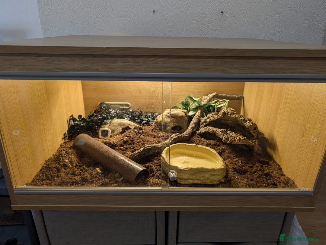 Boa Snake reptiles for sale: Brazilian Rainbow Boa - Image 5