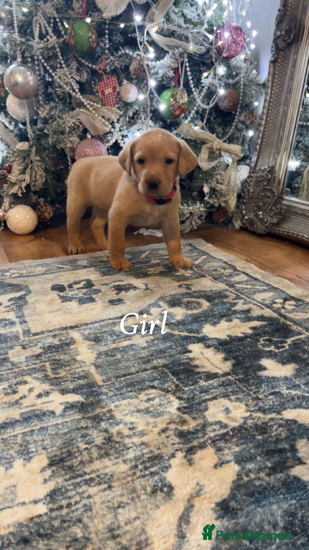 Labrador Retriever dogs for sale: Puppies for sale  - Advert 8