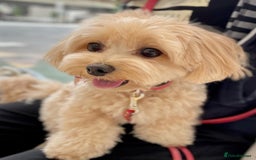 Maltipoo dogs for sale: Gorgeous Girl Ella 7 Months Old - Image 8