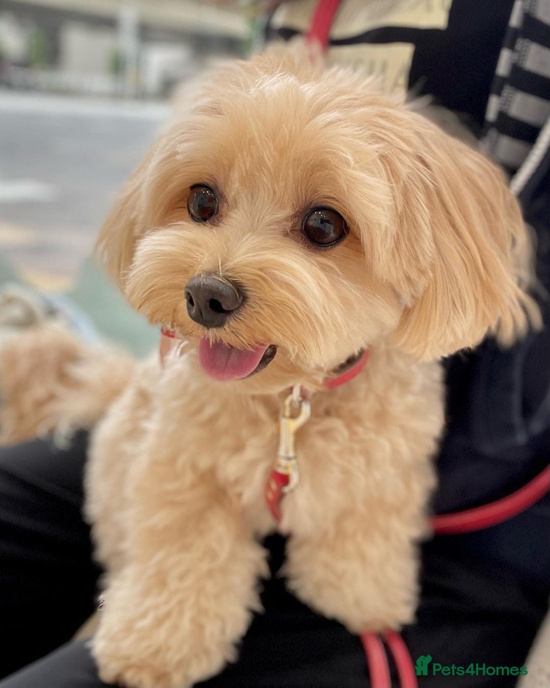 Maltipoo dogs for sale: Gorgeous Girl Ella 7 Months Old - Image 8