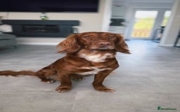 Cocker Spaniel dogs for sale: 🧡 Waiting List OPEN! 🧡 Fox Red WCS - Image 16