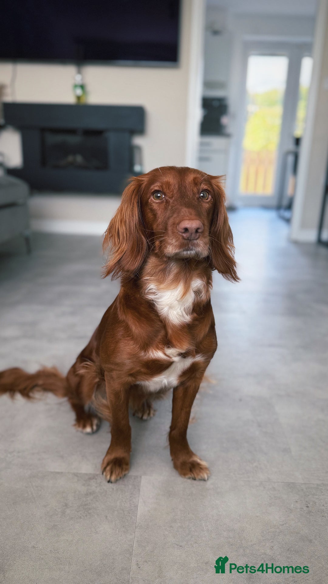 Cocker Spaniel dogs for sale: 🧡 Waiting List OPEN! 🧡 Fox Red WCS - Image 16