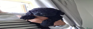 Cockapoo 4
