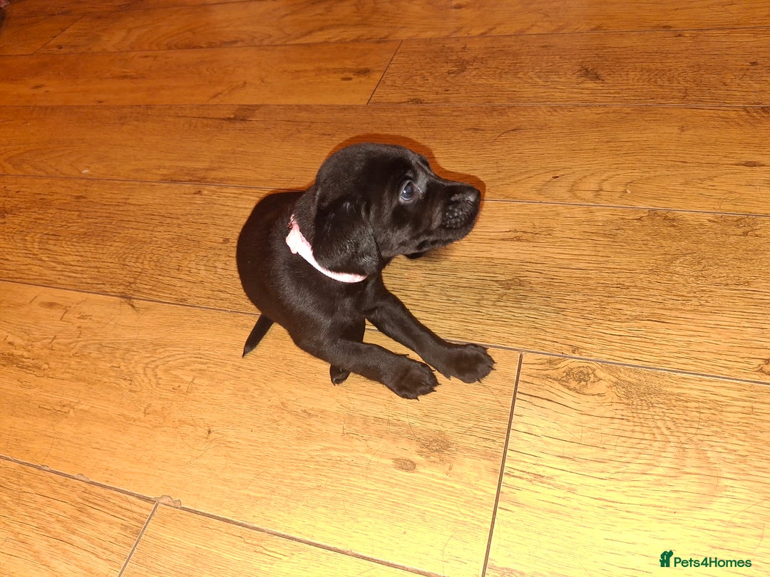 Labrador Retriever dogs for sale: Black labrador puppies - Advert 25