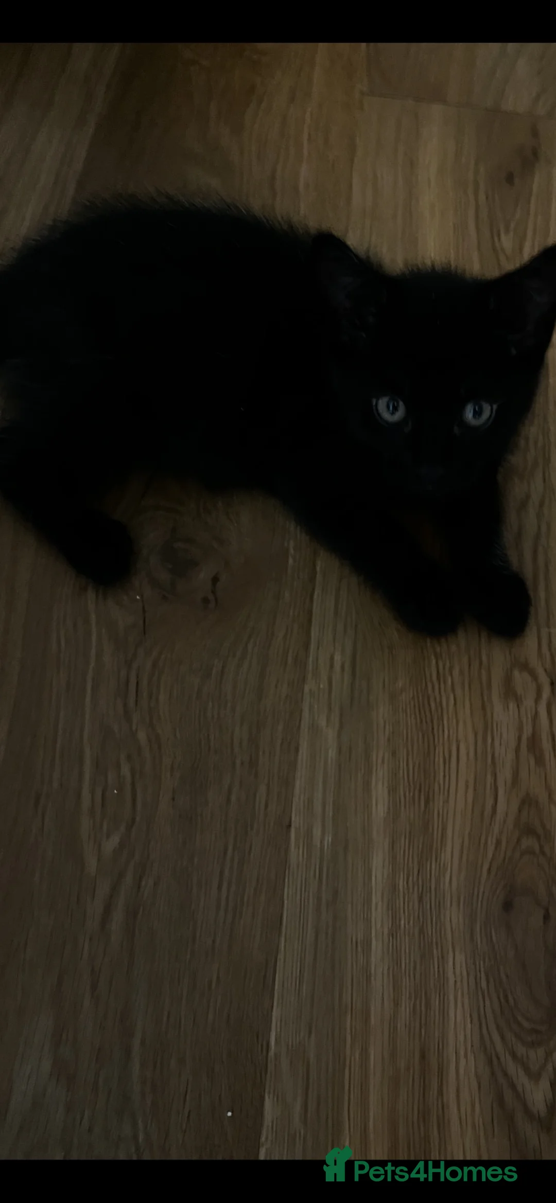 Mixed Breed cats for sale: 4 Adorable kittens looking loving homes  - Advert 5