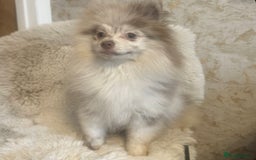 Pomeranian dogs for sale: Lilac Merle Female Pomeranian Puppy For Sale  - Image 3