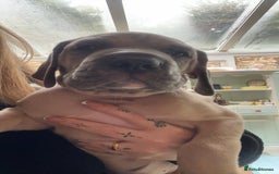 Great Dane dogs for sale: Great Dane puppy’s  - Image 21