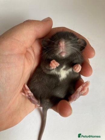 Rat rodents in Walsall - Advert 6