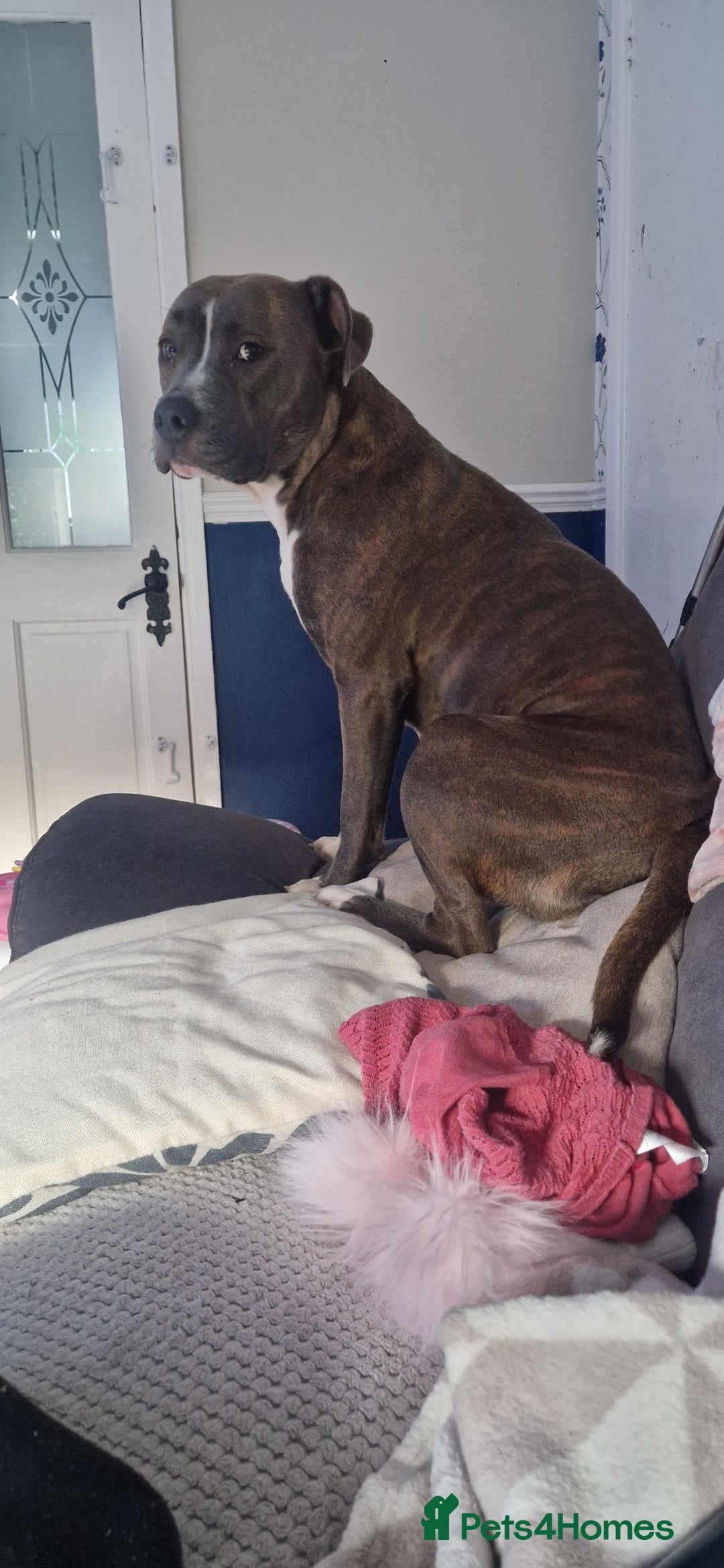 Mixed Breed dogs for sale: Staffy cross - Image 7