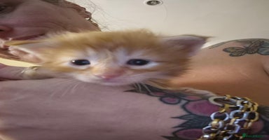 Maine Coon cats - Advert 12