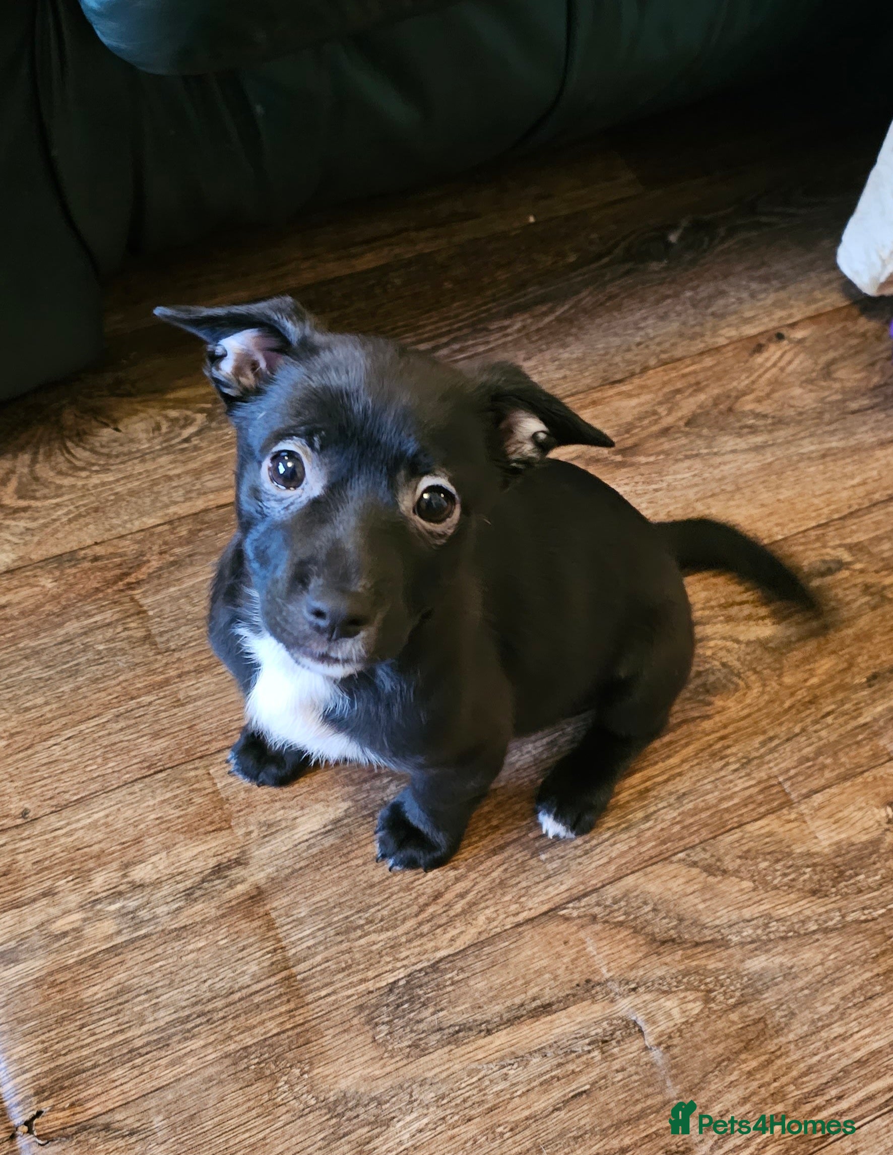 Mixed Breed dogs Staffy cross puppy  - Advert 17