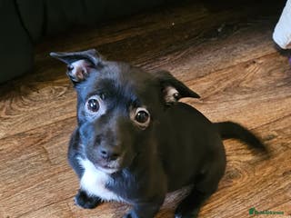 Mixed Breed dogs Staffy cross puppy - Advert 17