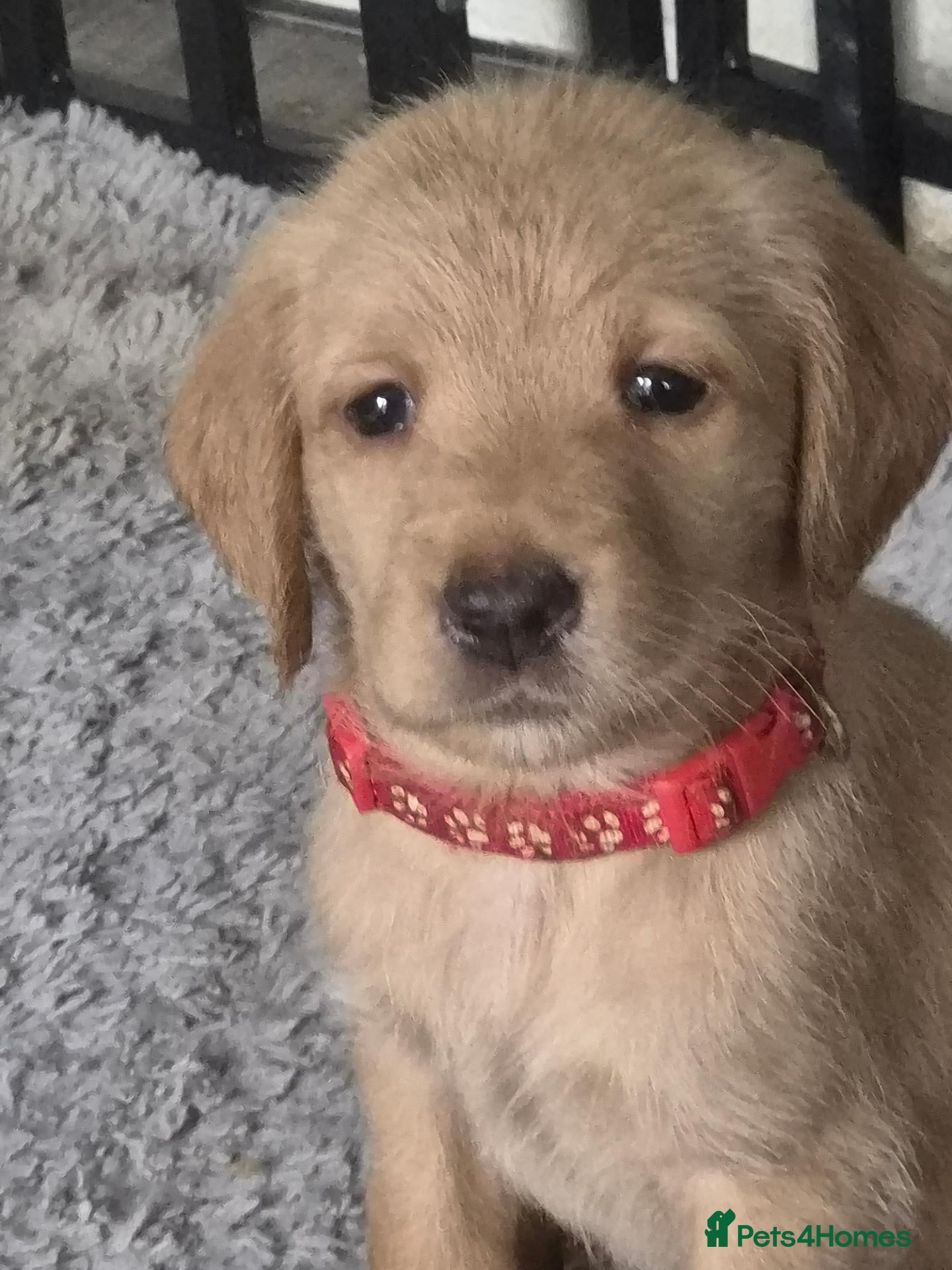 Labradoodle dogs for sale: LABRADOODLE PUPPIES FOR SALE  - Advert 9