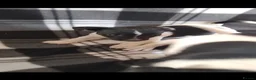 Jack Russell dogs for sale: Jack Russell Puppies - Advert 4