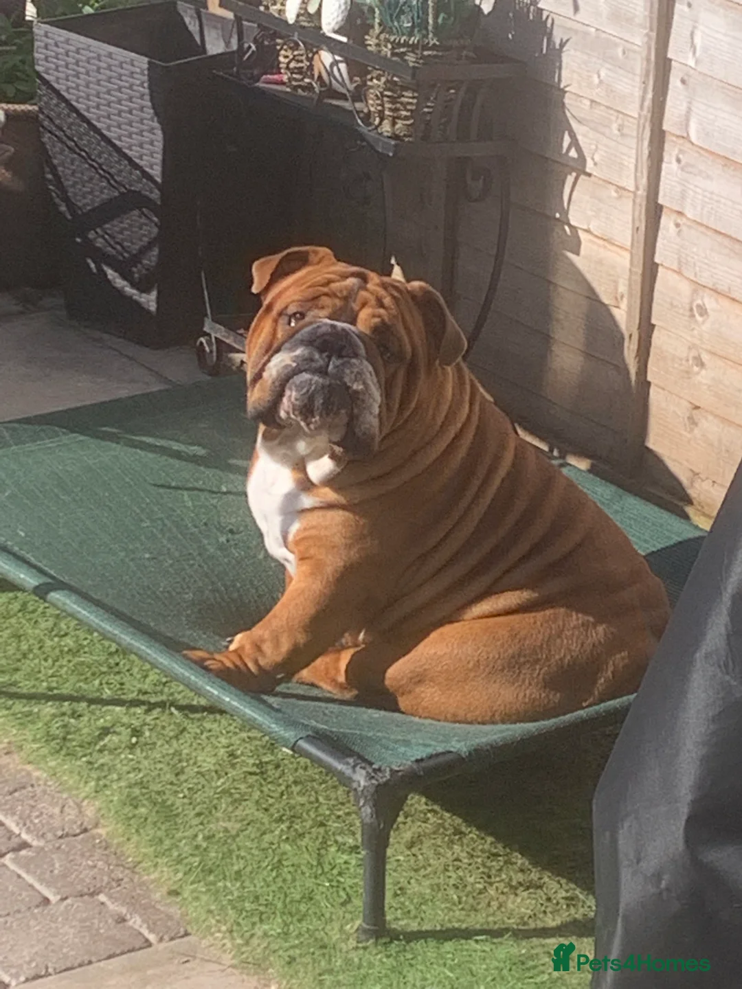 English Bulldog dogs for stud: Our Stunning English Bulldog Carter  in York - Advert 18