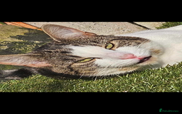 Domestic Shorthair cats for sale: Beautiful Tabby boy - Image 5